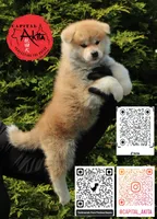 Champ 9, a male Akita for sale in Baltimore, MD – 2 of 4