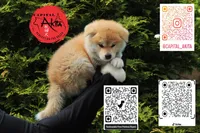 Champ 9, a male Akita for sale in Baltimore, MD – 3 of 4