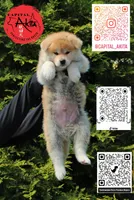 Champ 9, a male Akita for sale in Baltimore, MD – 4 of 4