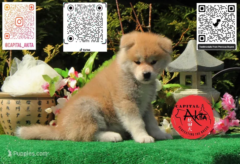 Champ 9 – Akita puppy for sale in Baltimore, MD