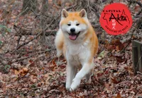 Big Red 5, a male Akita for sale in Baltimore, MD – 8 of 10