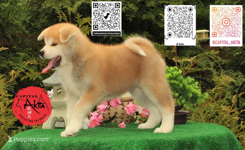 Big Red 1 – Japanese Akita puppy for sale in Baltimore, MD