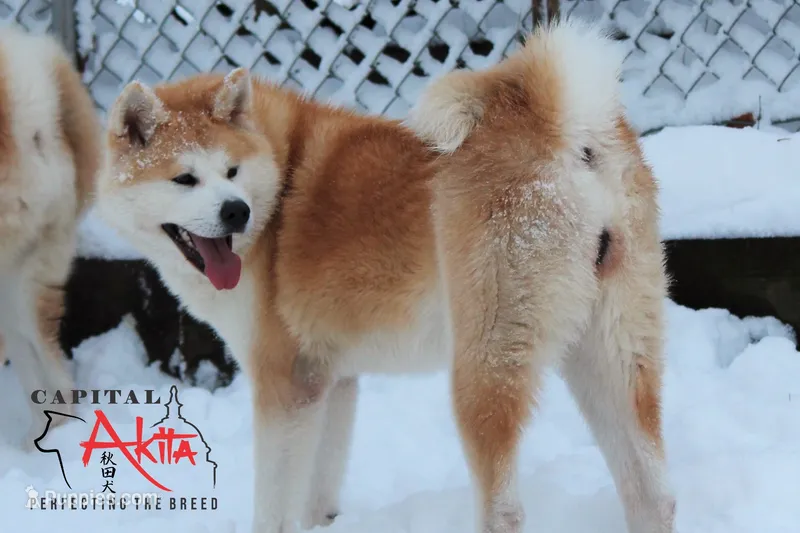 Big Red 5 – Akita puppy for sale in Baltimore, MD