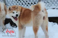 Big Red 5, a male Akita for sale in Baltimore, MD – 6 of 10