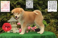 Big Red 4, a female Akita for sale in Baltimore, MD – 2 of 10