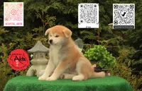 Big Red 1, a male Japanese Akita for sale in Baltimore, MD – 5 of 10