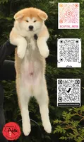 Cheeto 6, a male Akita for sale in Baltimore, MD – 5 of 10