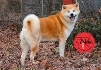 Big Red 5, a male Akita for sale in Baltimore, MD – 9 of 10