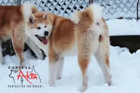 Cheeto 6, a male Akita for sale in Baltimore, MD – 6 of 10