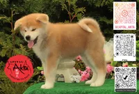 Big Red 4, a female Akita for sale in Baltimore, MD – 5 of 10