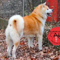 Camp 5 gray, a male Akita for sale in Baltimore, MD – Photo 7 of 8