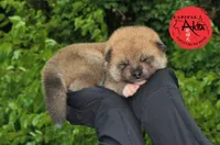 Camp 5 gray, a male Akita for sale in Baltimore, MD – Photo 1 of 8