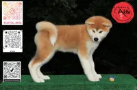 processed/96e195da-2d43-46da-9d33-39d9381eaff2/listing/40f02ead-7283-4578-b6b6-8484107e527b/567f3f5d-6124-4a0d-9f6c-8f594f3710f4