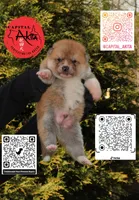 Camp 5 gray, a male Japanese Akita for sale in Baltimore, MD – Photo 8 of 9