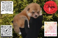 Camp 5 gray, a male Japanese Akita for sale in Baltimore, MD – Photo 1 of 9