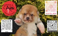 Camp 5 gray, a male Japanese Akita for sale in Baltimore, MD – Photo 7 of 9