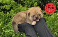 Camp 5 gray, a male Akita for sale in Baltimore, MD – Photo 2 of 8