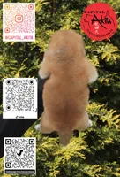 Camp 5 gray, a male Japanese Akita for sale in Baltimore, MD – Photo 9 of 9