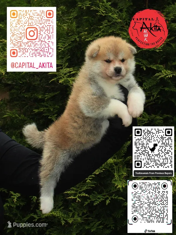 Camp 5 gray – Japanese Akita puppy for sale in Baltimore, MD