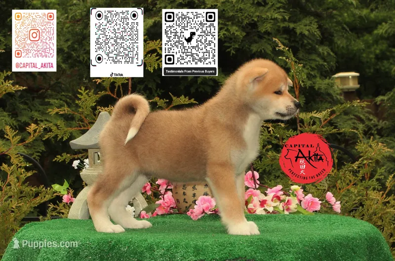 Cheeto 5 – Akita puppy for sale in Baltimore, MD