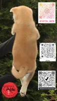 Cheeto 6, a male Akita for sale in Baltimore, MD – 4 of 10