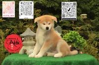 Big Red 1, a male Japanese Akita for sale in Baltimore, MD – 3 of 10