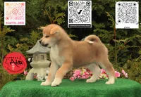 Cheeto 3, a male Japanese Akita for sale in Baltimore, MD – 5 of 10