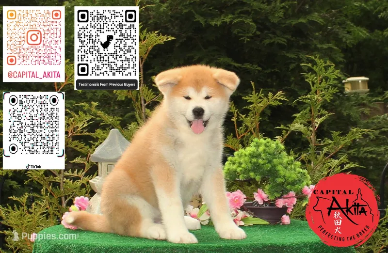 Big Red 1 – Japanese Akita puppy for sale in Baltimore, MD