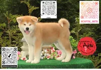 cheeto 1, a female Japanese Akita for sale in Baltimore, MD – 2 of 10