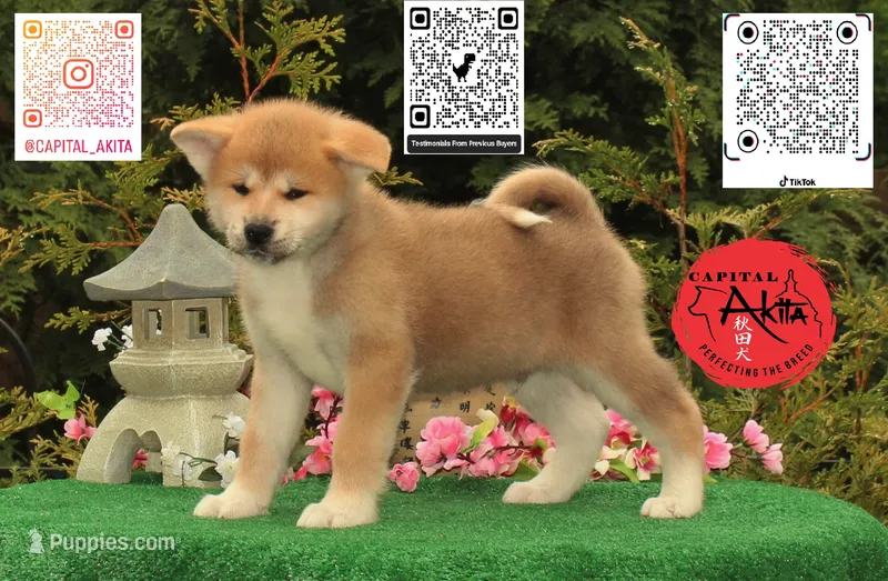 Cheeto 6 – Akita puppy for sale in Baltimore, MD