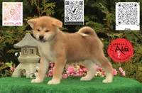 Cheeto 6, a male Akita for sale in Baltimore, MD – 1 of 10