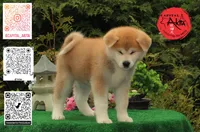 Big Red 4, a female Akita for sale in Baltimore, MD – 4 of 10