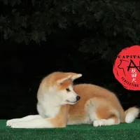 Champ4 blue, a male Japanese Akita for sale in Baltimore, MD – Photo 4 of 8