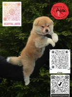 Champ4 blue, a male Japanese Akita for sale in Baltimore, MD – 2 of 9