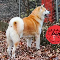 Champ4 blue, a male Japanese Akita for sale in Baltimore, MD – Photo 7 of 8