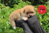 Champ4 blue, a male Japanese Akita for sale in Baltimore, MD – Photo 2 of 8