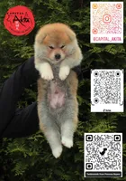 Champ4 blue, a male Japanese Akita for sale in Baltimore, MD – 4 of 9
