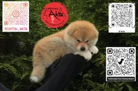 Champ4 blue, a male Japanese Akita for sale in Baltimore, MD – 3 of 9