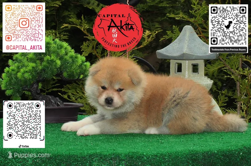 Champ4 blue – Japanese Akita puppy for sale in Baltimore, MD