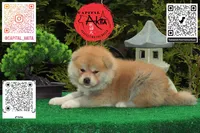 Champ4 blue, a male Japanese Akita for sale in Baltimore, MD – 1 of 9