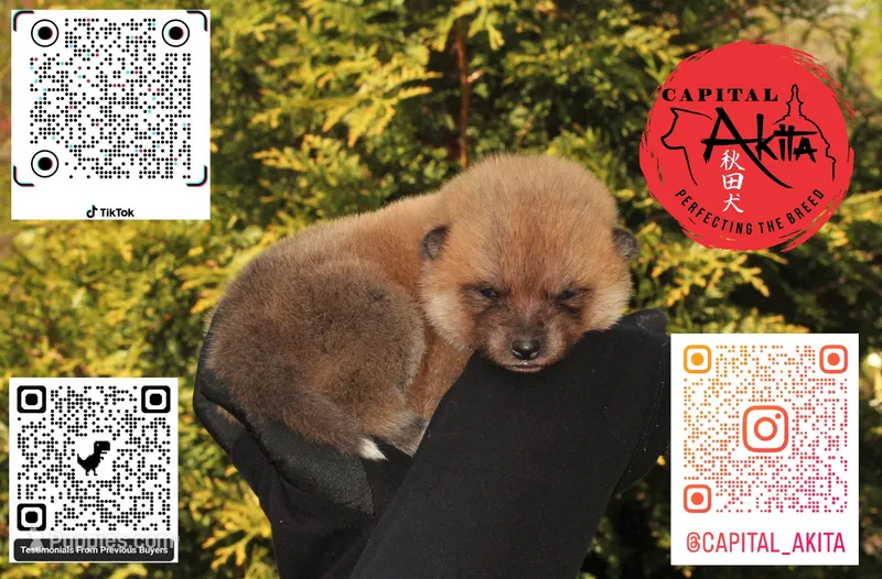 Champ4 blue – Japanese Akita puppy for sale in Baltimore, MD