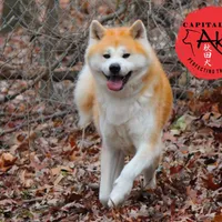 Champ4 blue, a male Japanese Akita for sale in Baltimore, MD – Photo 8 of 8