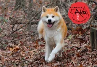 processed/96e195da-2d43-46da-9d33-39d9381eaff2/listing/6a2f1cb5-fd1d-4e27-a132-ef9701127d2a/eb3180a1-f469-4a24-8b7b-d29c163f2cf4