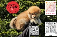 champ 8, a female Akita for sale in Baltimore, MD – 2 of 6