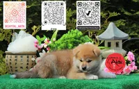 champ 8, a female Akita for sale in Baltimore, MD – 5 of 6
