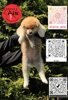 champ 8, a female Akita for sale in Baltimore, MD – 4 of 6