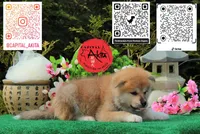 champ 8, a female Akita for sale in Baltimore, MD – 6 of 6