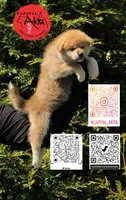 champ 8, a female Akita for sale in Baltimore, MD – 3 of 6