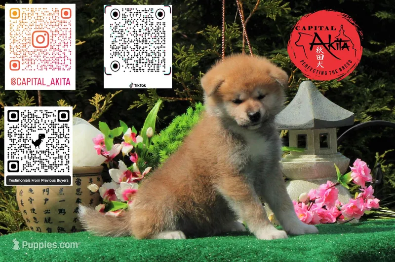 champ 8 – Akita puppy for sale in Baltimore, MD