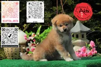 champ 8, a female Akita for sale in Baltimore, MD – 1 of 6